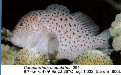 Caracanthus maculatus